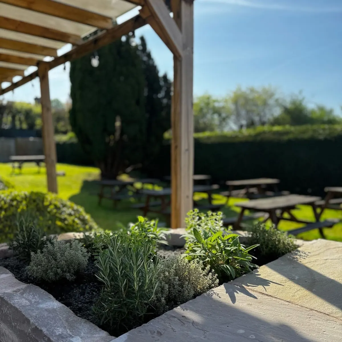 Picnic tables on the lawn behind a herb bed and a wooden pergola in the sun.